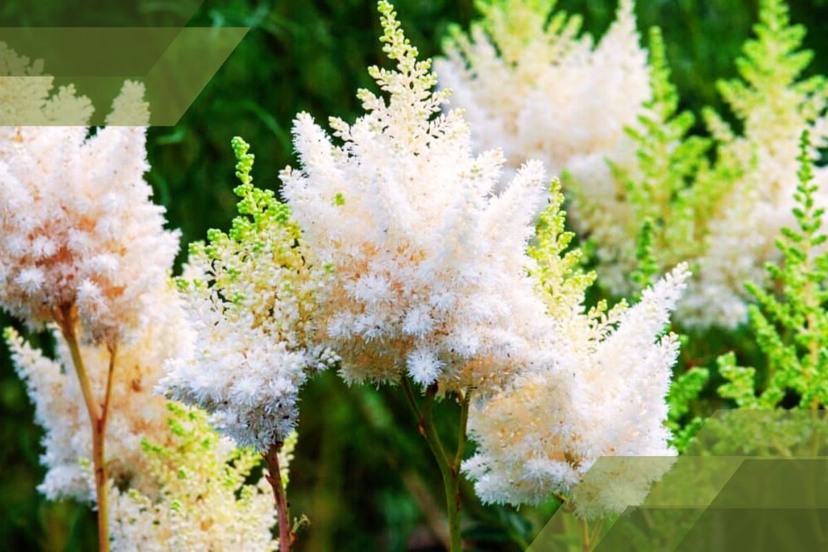 Small White Flower Plant Identification By Pictures