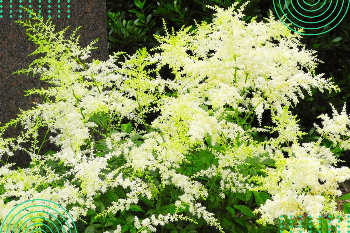 identify tall plant with tiny white flowers by pictures