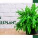 Fern Houseplant