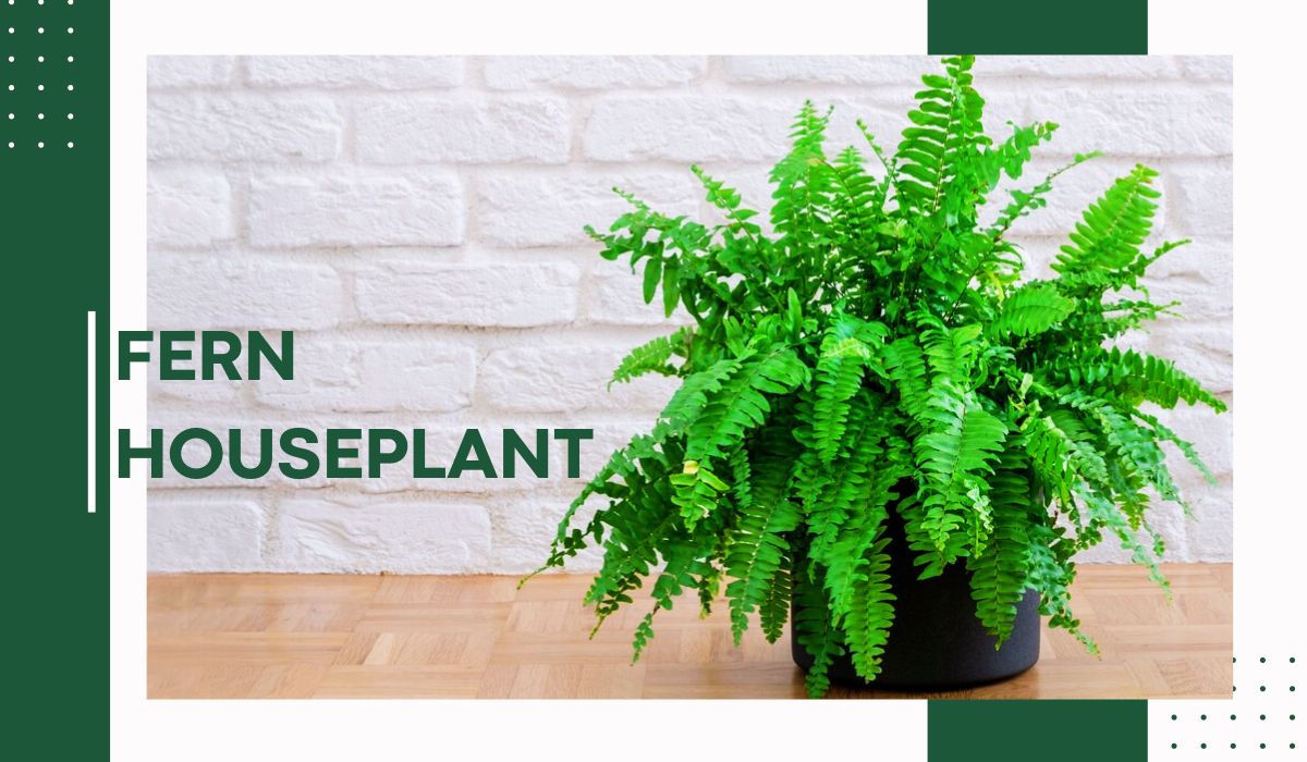Fern Houseplant: Identification 4 types of Fern House Plant + Tips to ...