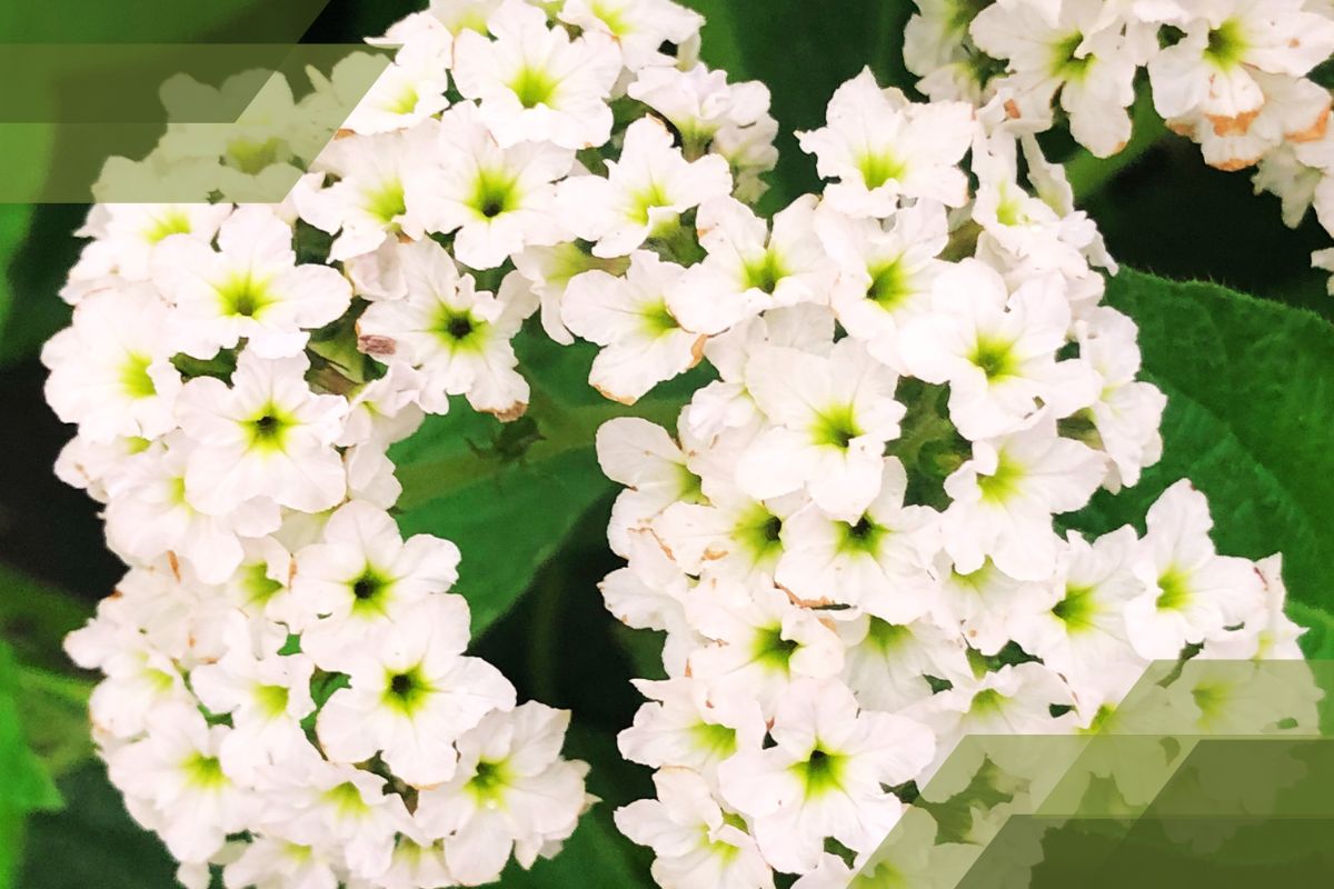 Small White Flower Plant Identification By Pictures