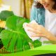 How To Clean Indoor Plants Leaves