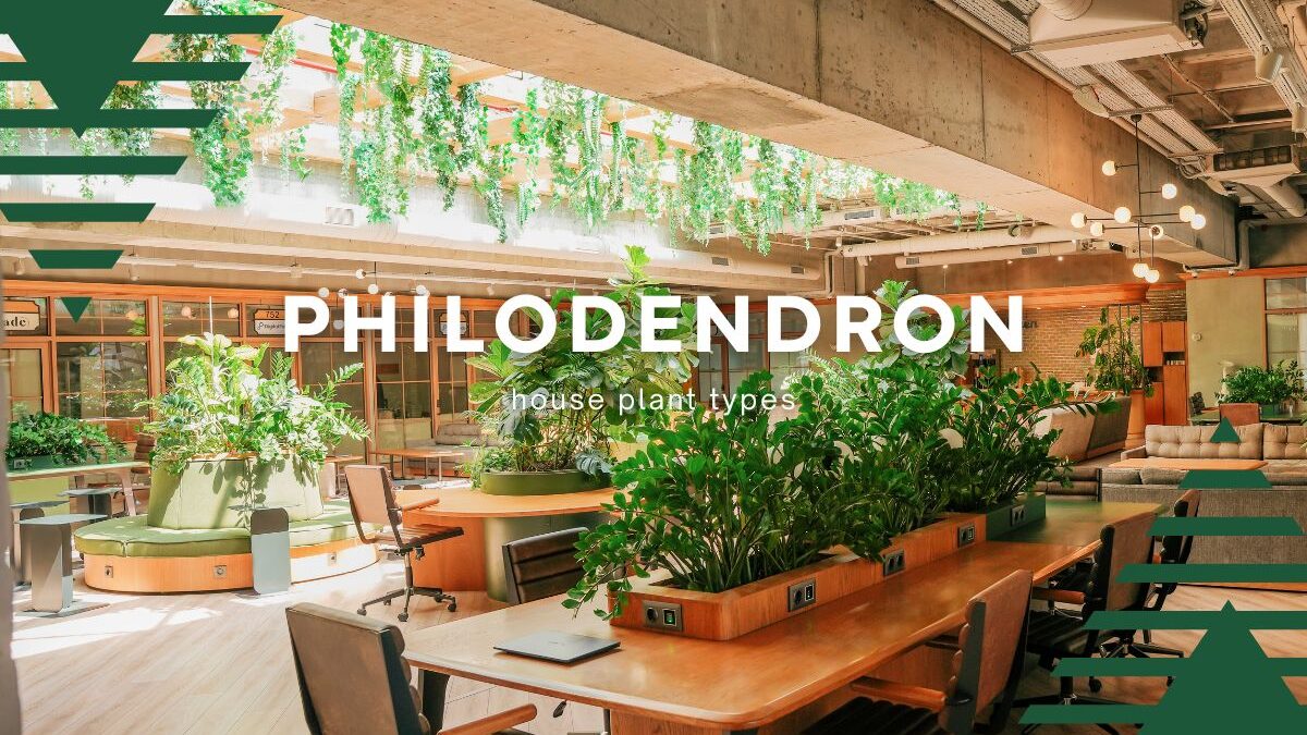 How to identify philodendron house plant 36 varieties + pictures and tool