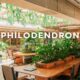 How to identify philodendron house plant 36 varieties + pictures and tool