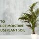How to measure moisture in houseplant soil