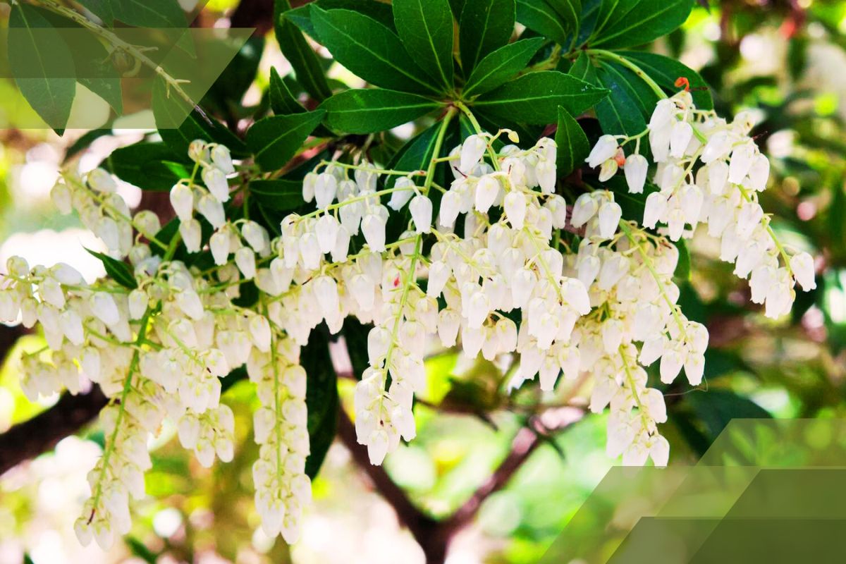 Small White Flower Plant Identification By Pictures