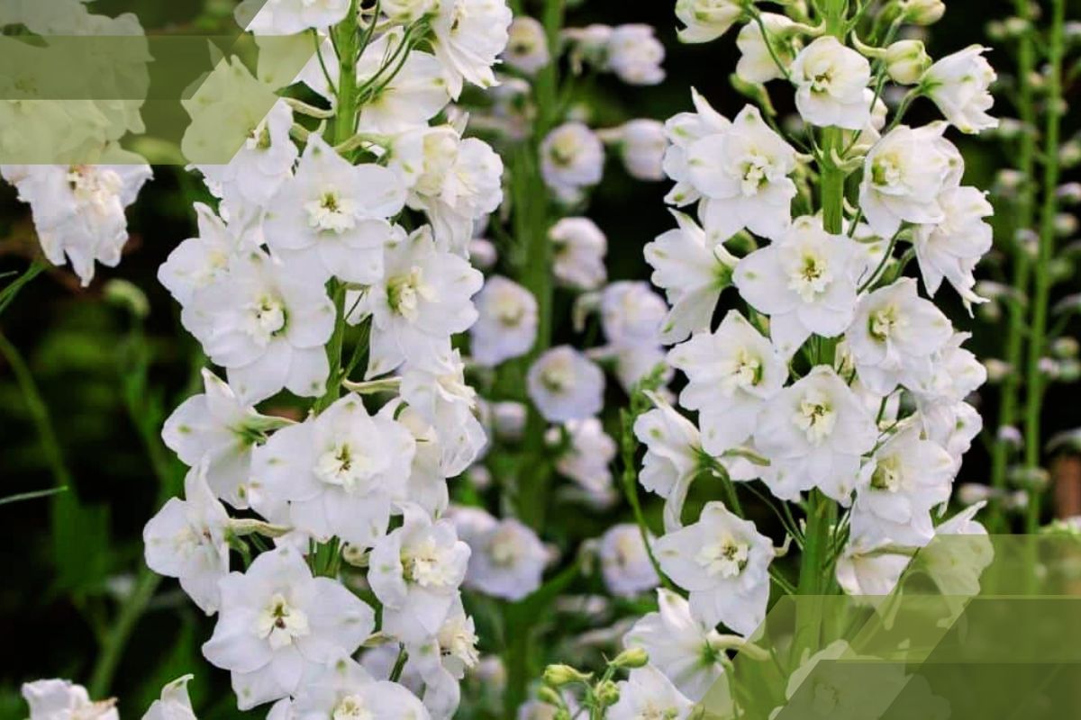 Small White Flower Plant Identification By Pictures