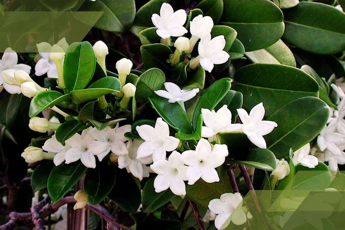 Small White Flower Plant Identification By Pictures