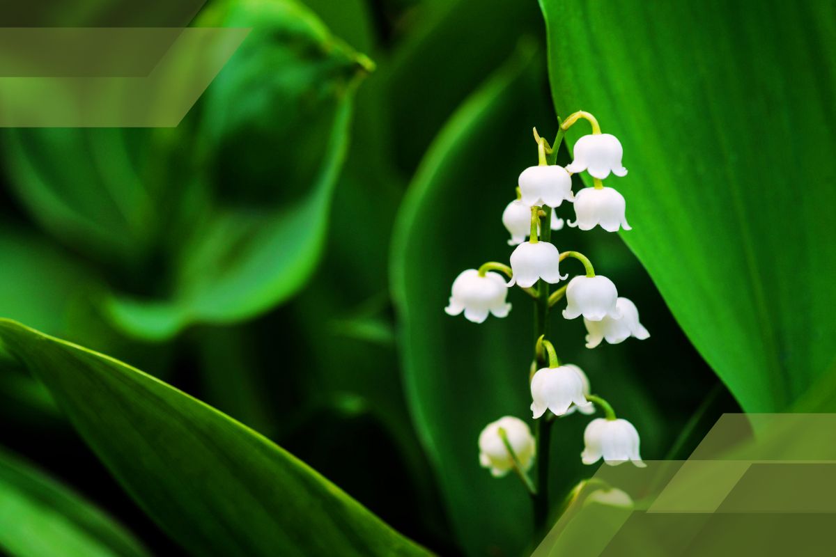 Small White Flower Plant Identification By Pictures