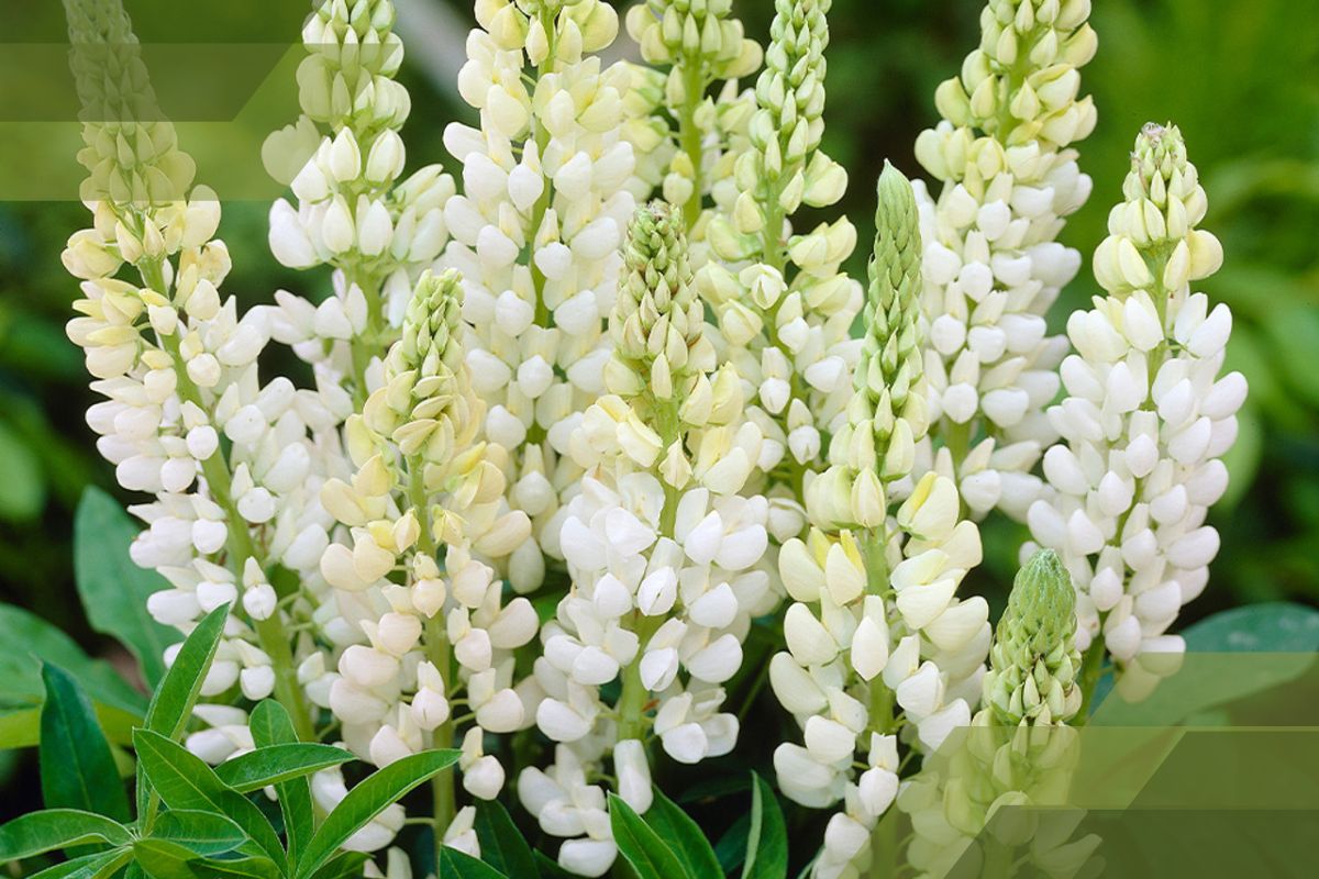 Small White Flower Plant Identification By Pictures