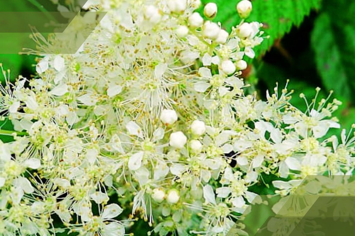 Small White Flower Plant Identification By Pictures