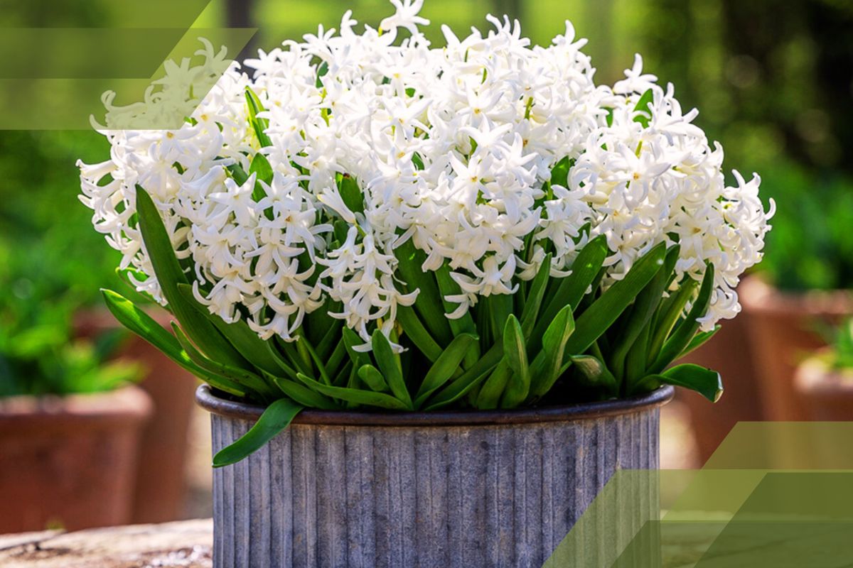 Small White Flower Plant Identification By Pictures