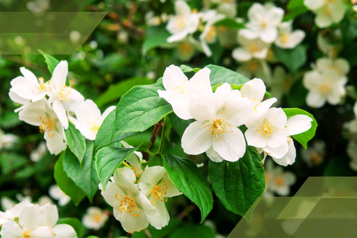 Small White Flower Plant Identification By Pictures