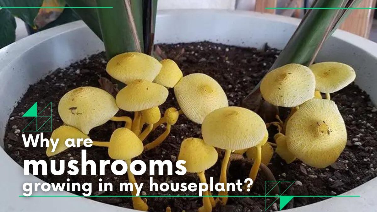 Mushroom in houseplant good luck? Why are mushrooms growing in my houseplant?