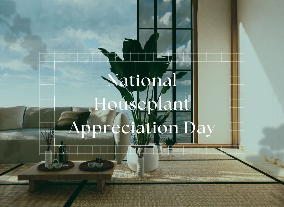 National Houseplant Appreciation Day