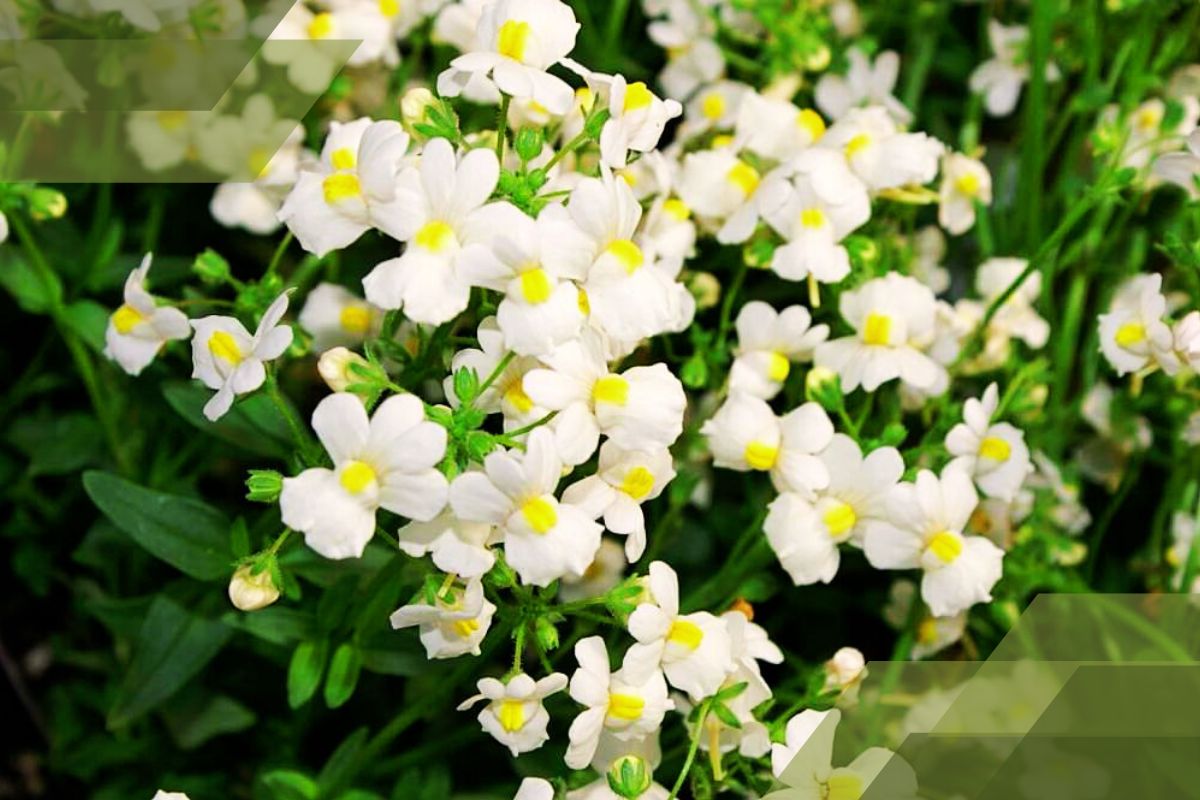 Small White Flower Plant Identification By Pictures