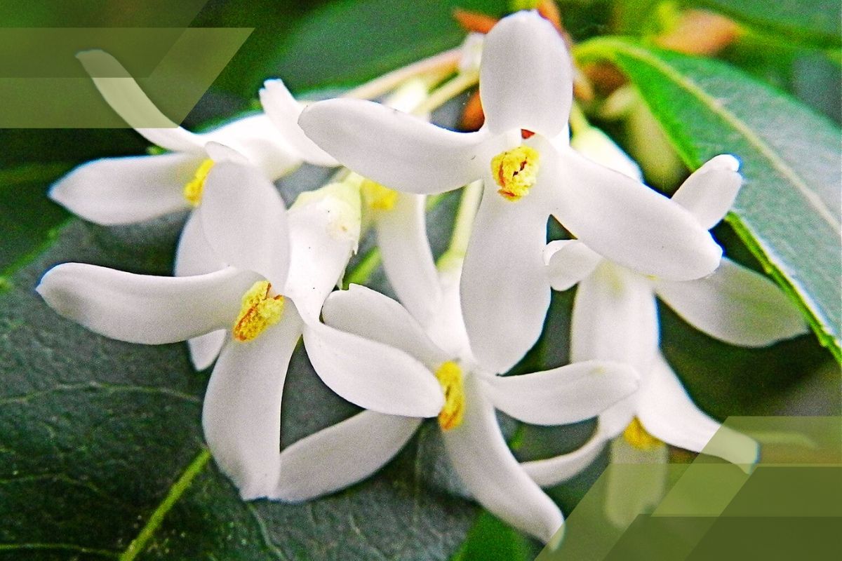 Small White Flower Plant Identification By Pictures