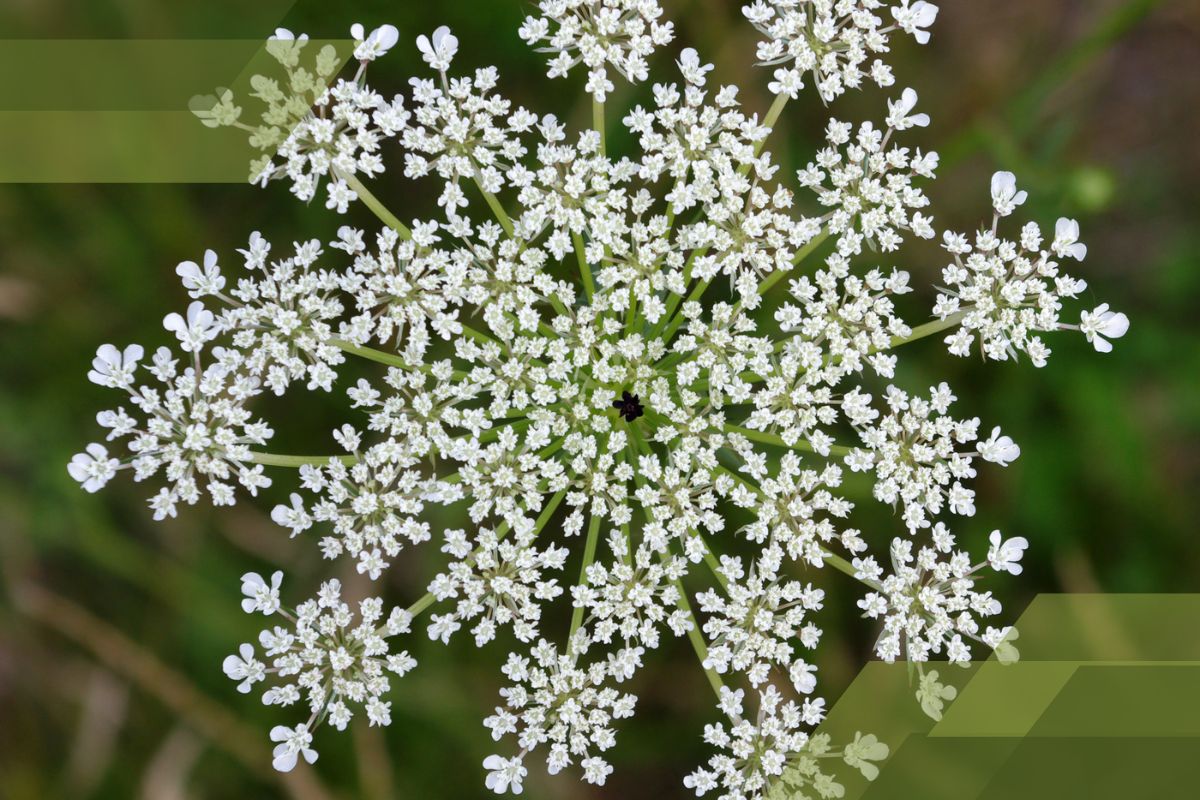 Small White Flower Plant Identification By Pictures