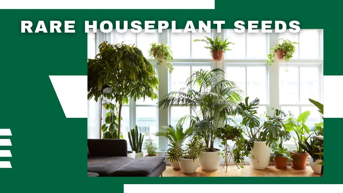 Rare houseplant seeds