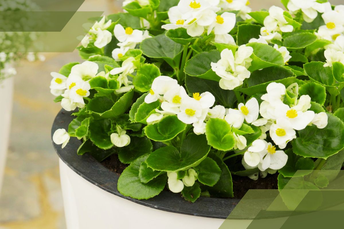 Small White Flower Plant Identification By Pictures