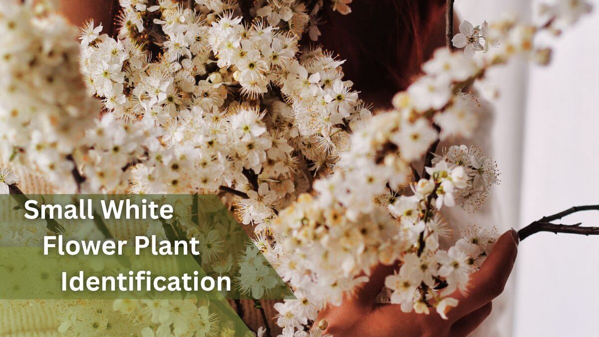 Small White Flower Plant Identification (41 Plant With Tiny White Flowers) Pictures And Tool Update 2023