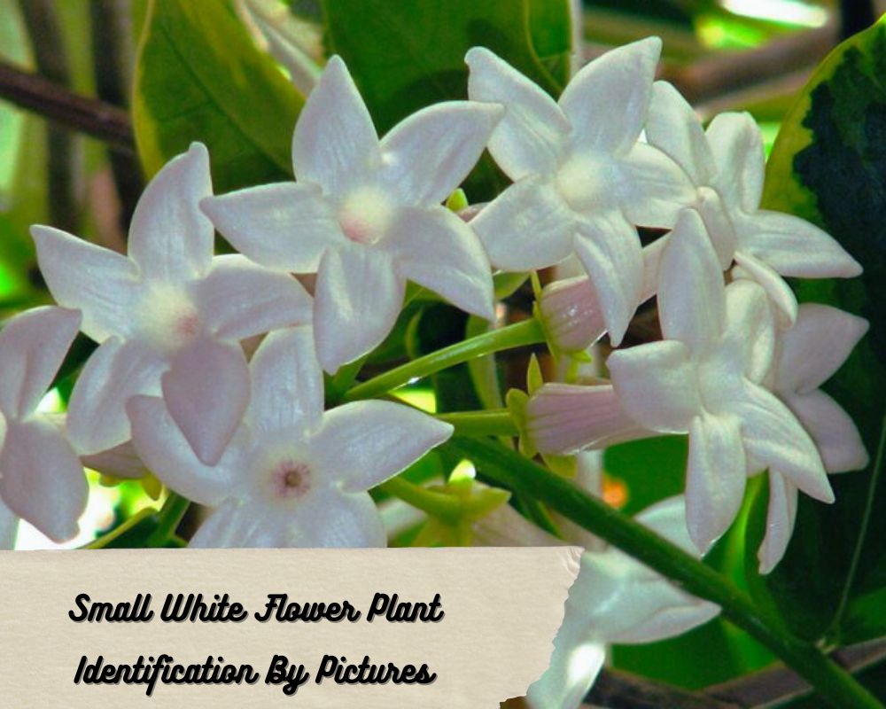 Small White Flower Plant Identification By Pictures