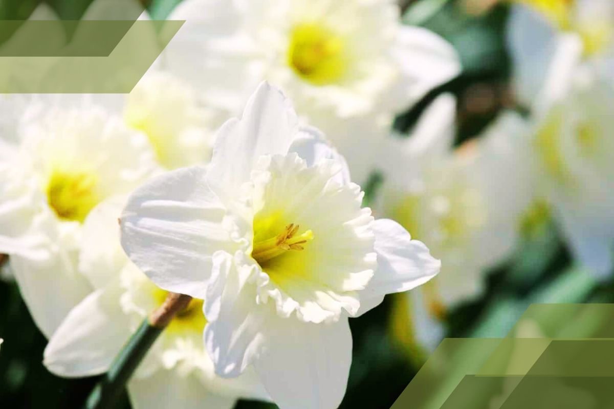 Small White Flower Plant Identification By Pictures