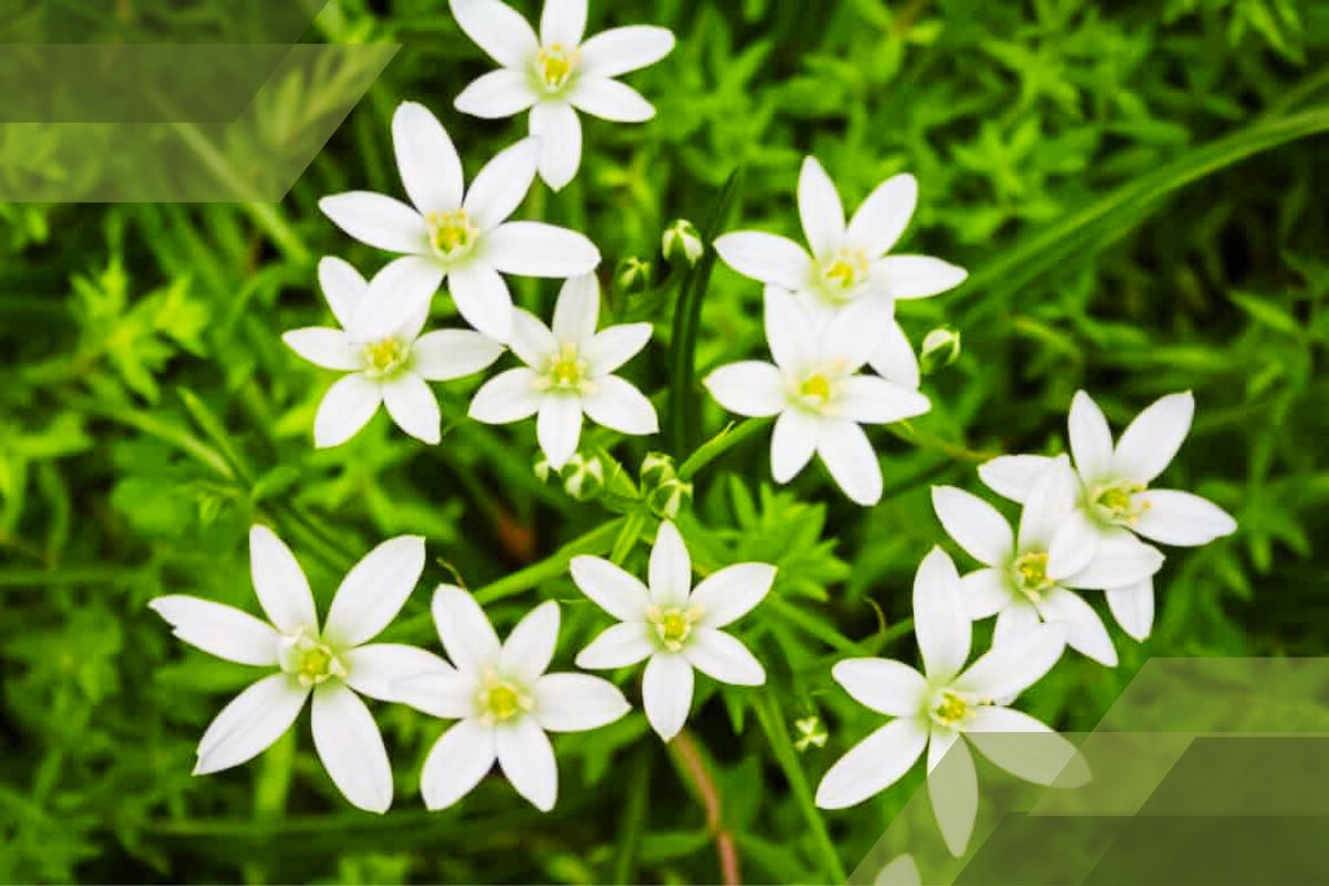 Small White Flower Plant Identification By Pictures