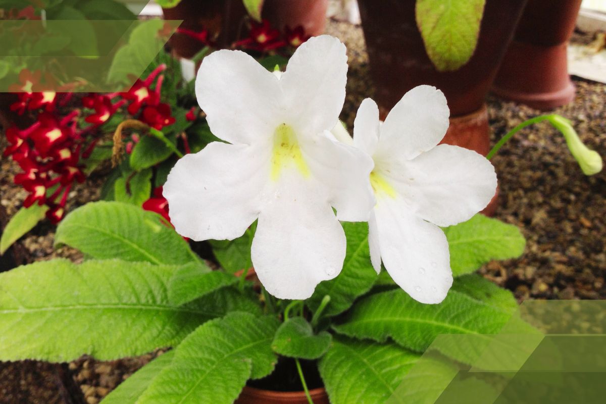 Small White Flower Plant Identification By Pictures