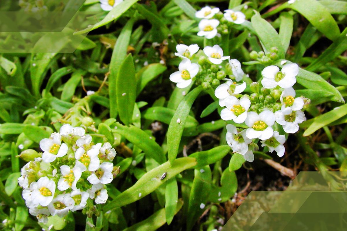 Small White Flower Plant Identification By Pictures