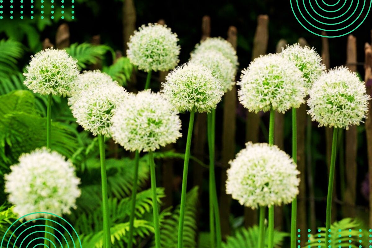 identify tall plant with tiny white flower by pictures