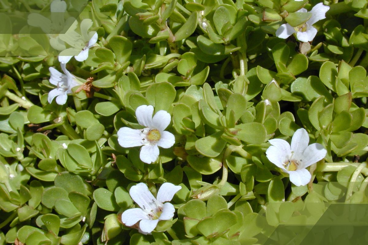 Small White Flower Plant Identification By Pictures