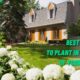 What Are The Best Trees To Plant In Front Of Your House