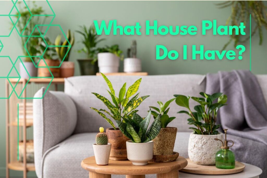 What House Plant Do I Have? Best House Plant Identification Tool 2023 ...