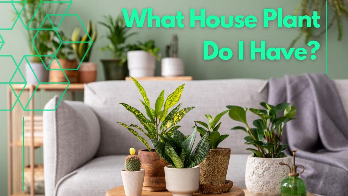 What House Plant Do I Have