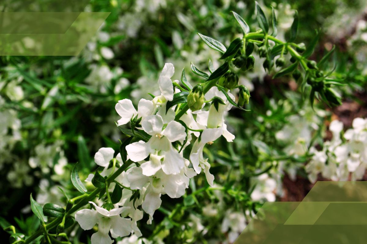 Small White Flower Plant Identification By Pictures