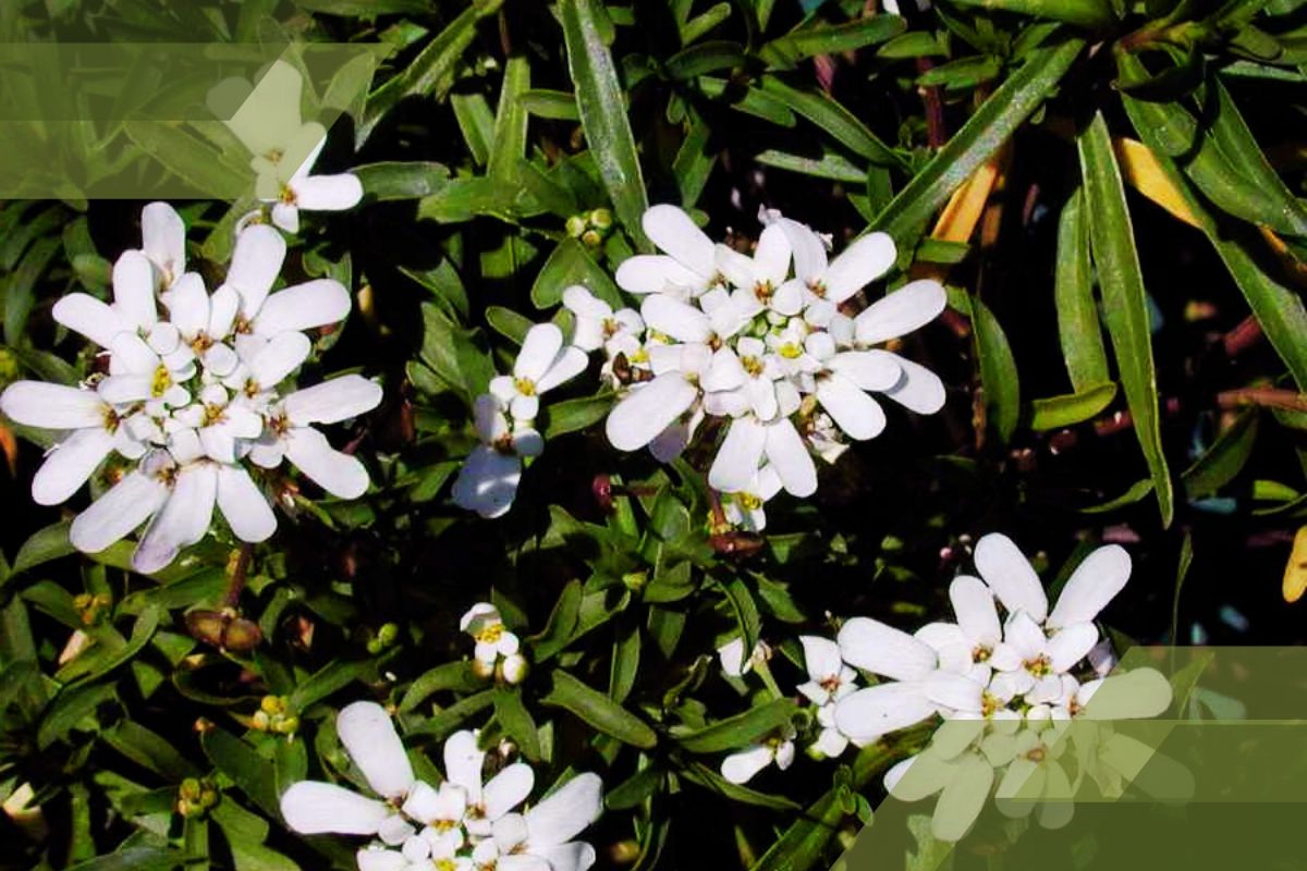 Small White Flower Plant Identification By Pictures