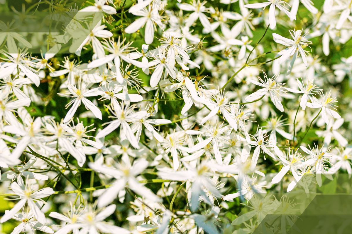 Small White Flower Plant Identification By Pictures