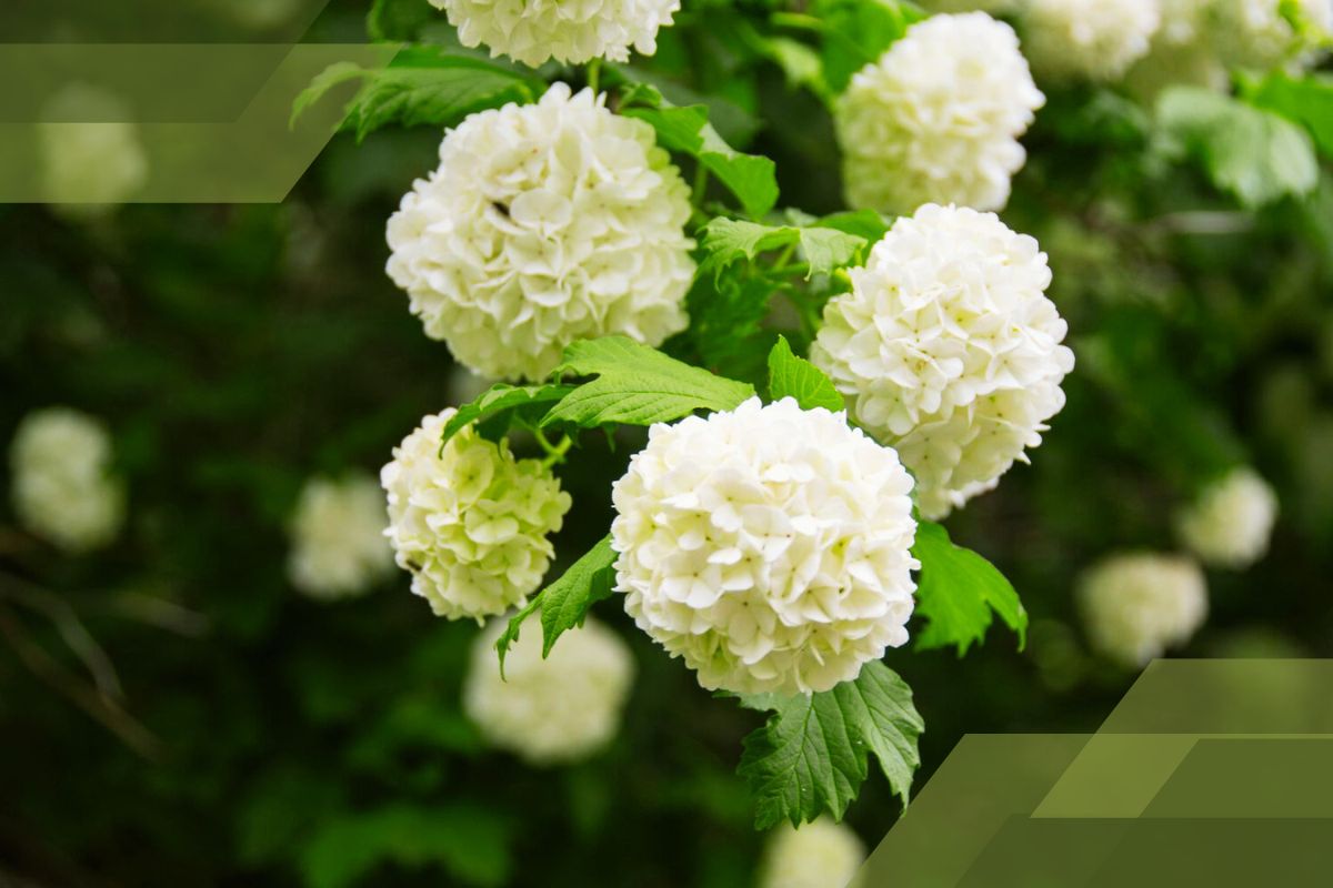 Small White Flower Plant Identification By Pictures