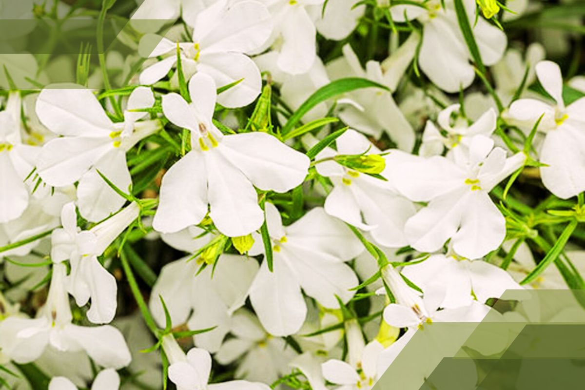 Small White Flower Plant Identification By Pictures