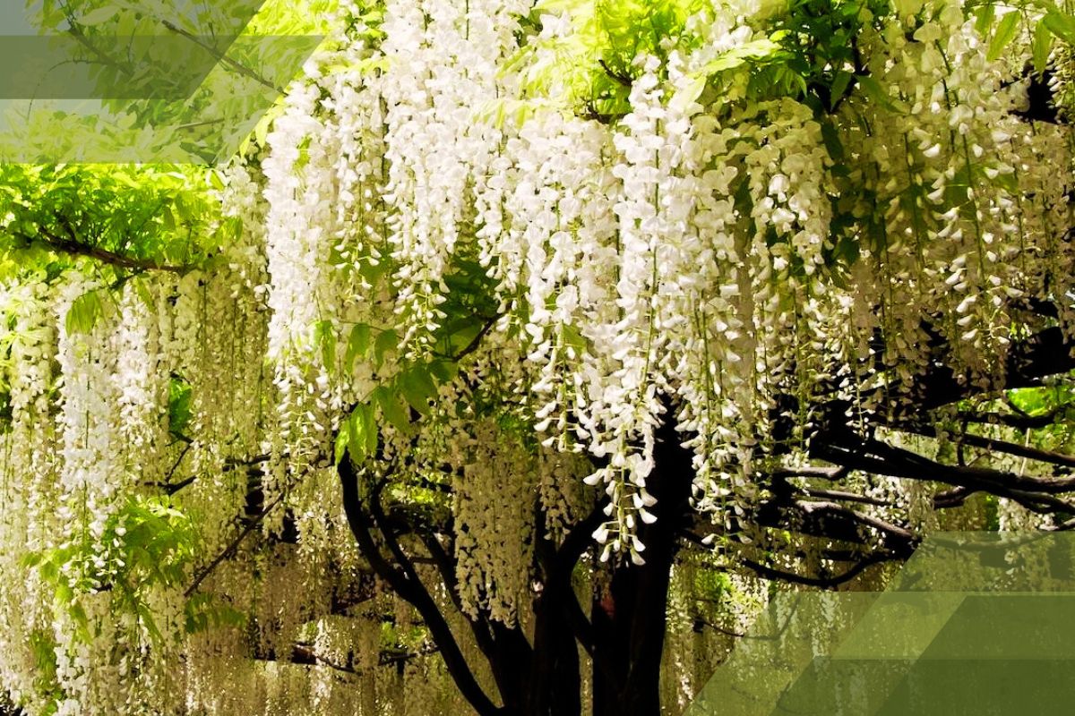 Small White Flower Plant Identification By Pictures