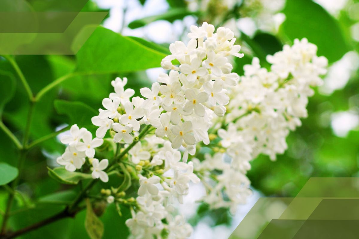 Small White Flower Plant Identification By Pictures