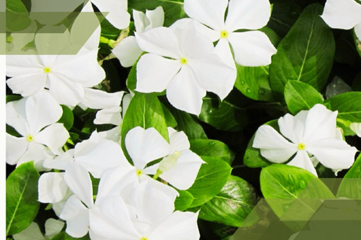 Small White Flower Plant Identification By Pictures