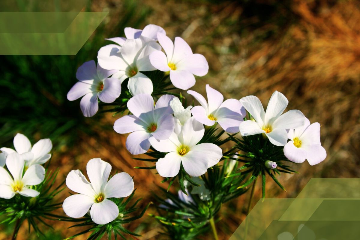 Small White Flower Plant Identification By Pictures