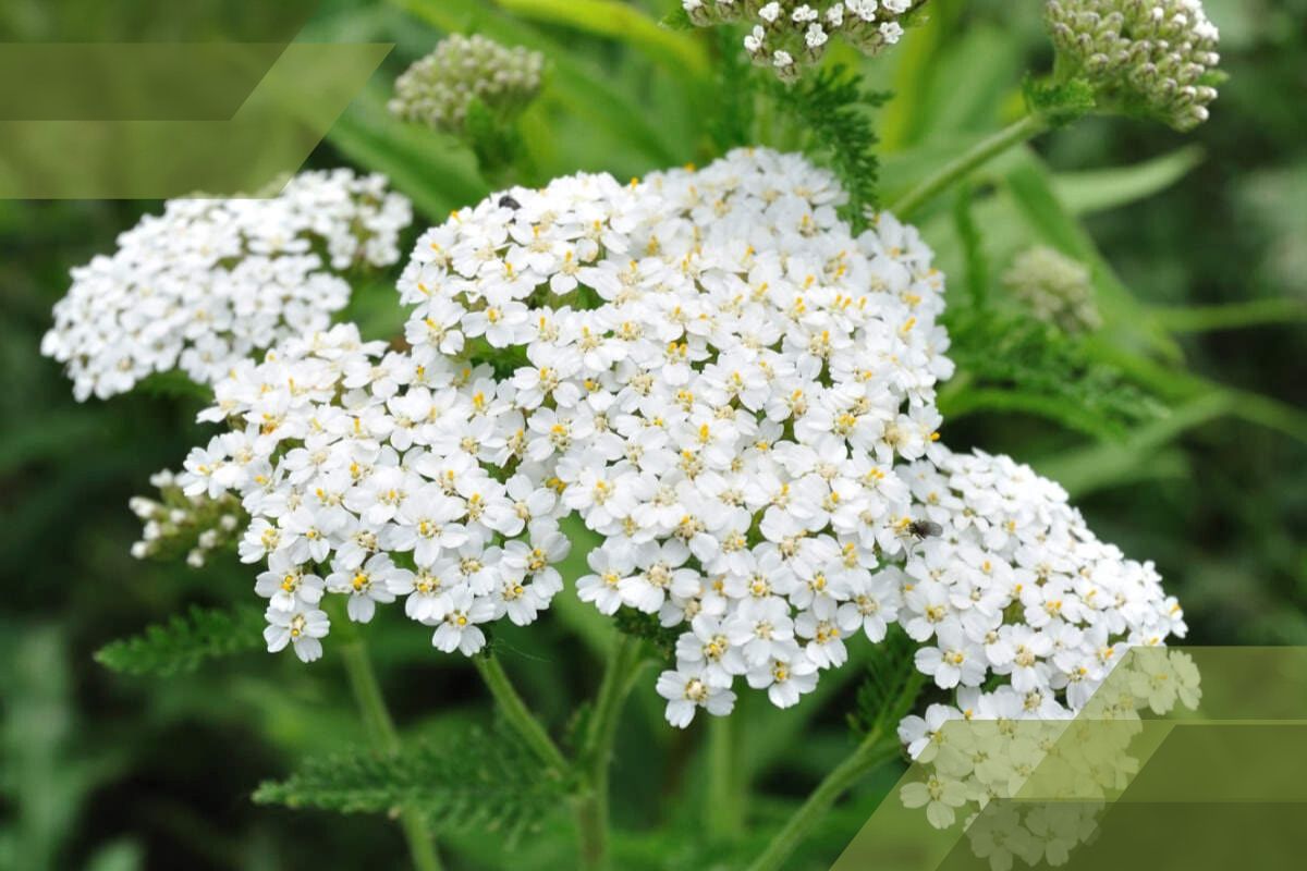 Small White Flower Plant Identification By Pictures