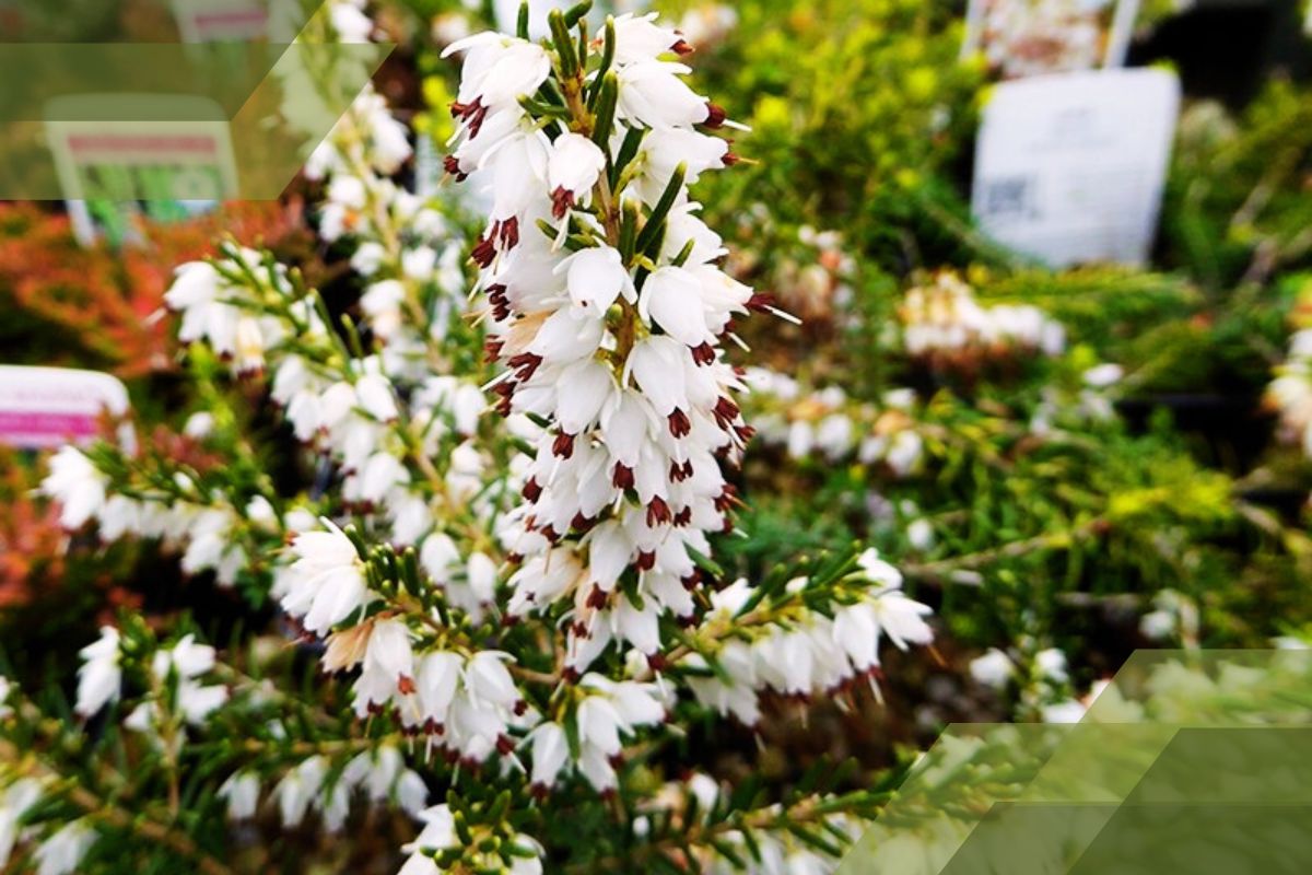 Small White Flower Plant Identification By Pictures