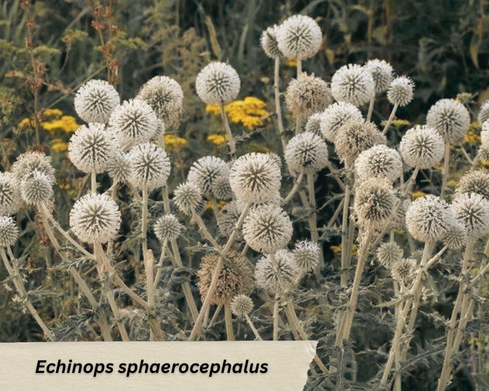 the flowers  of glandular globe-thistle (Echinops sphaerocephalus)
