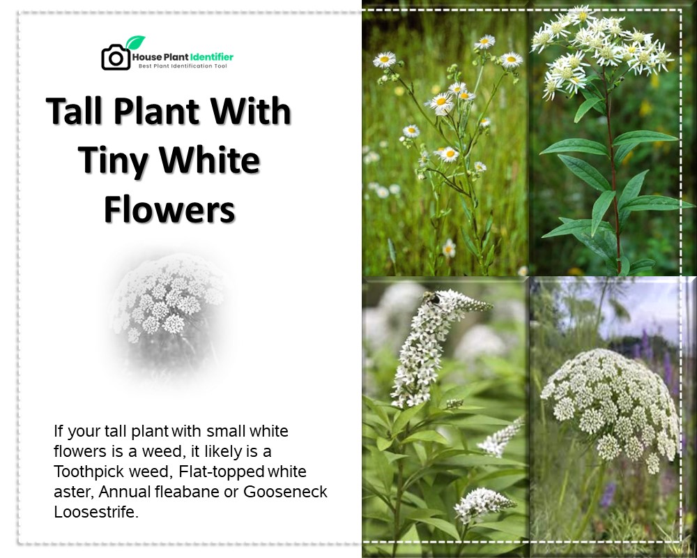 four most common tall weeds with tiny white flowers