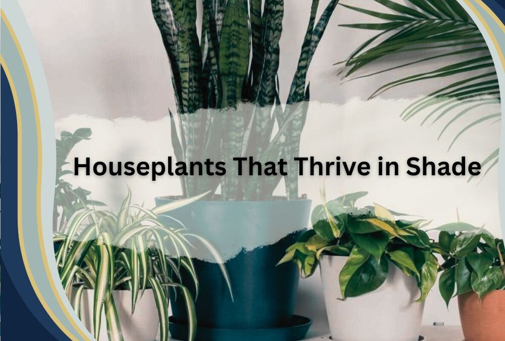 10 Houseplants That Thrive in Shade: Bringing Greenery to Dim Corners ...