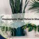 Houseplants That Thrive in Shade